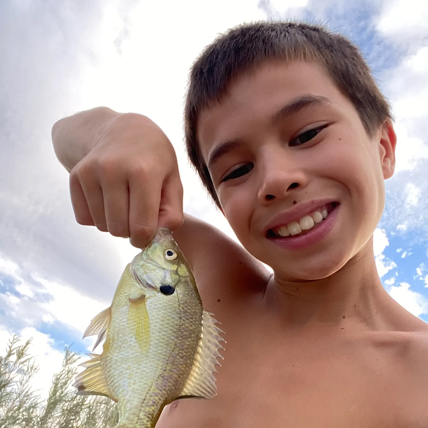 Bluegill caught on Fishbrain
