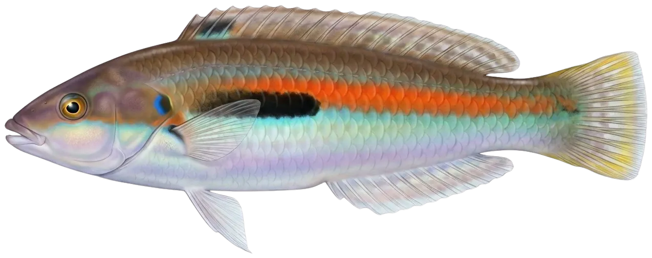 Mediterranean rainbow wrasse