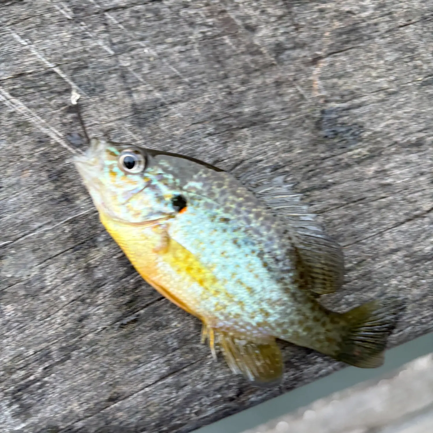 The most recent White crappie catches on Fishbrain