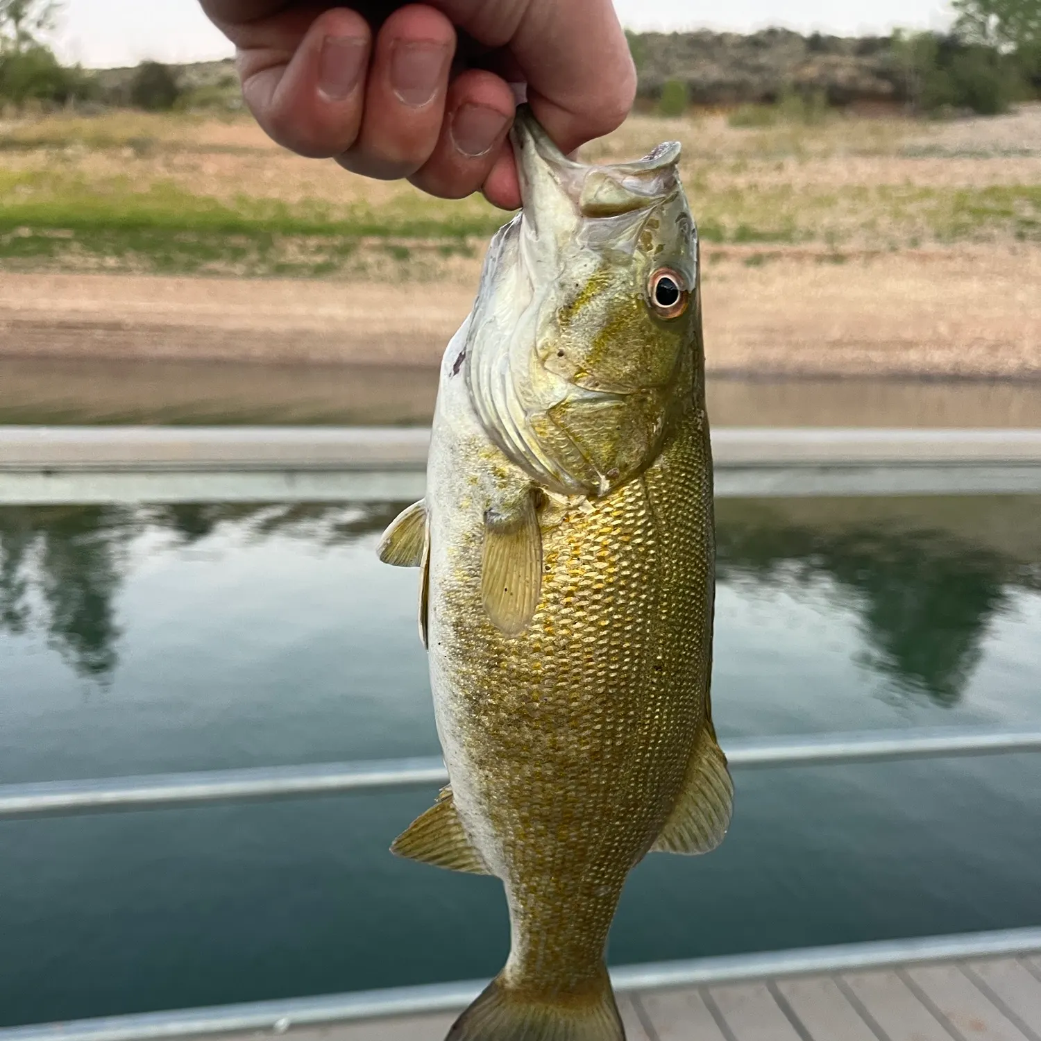 Smallmouth bass caught on Fishbrain