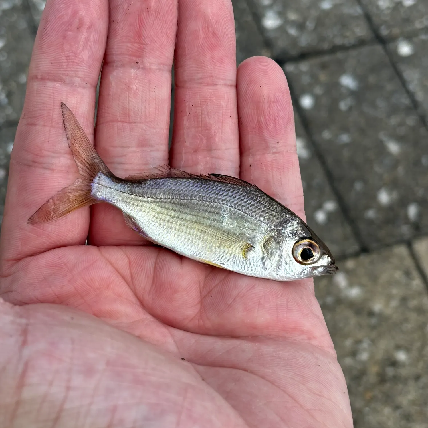 The most recent Tidewater mojarra catches on Fishbrain