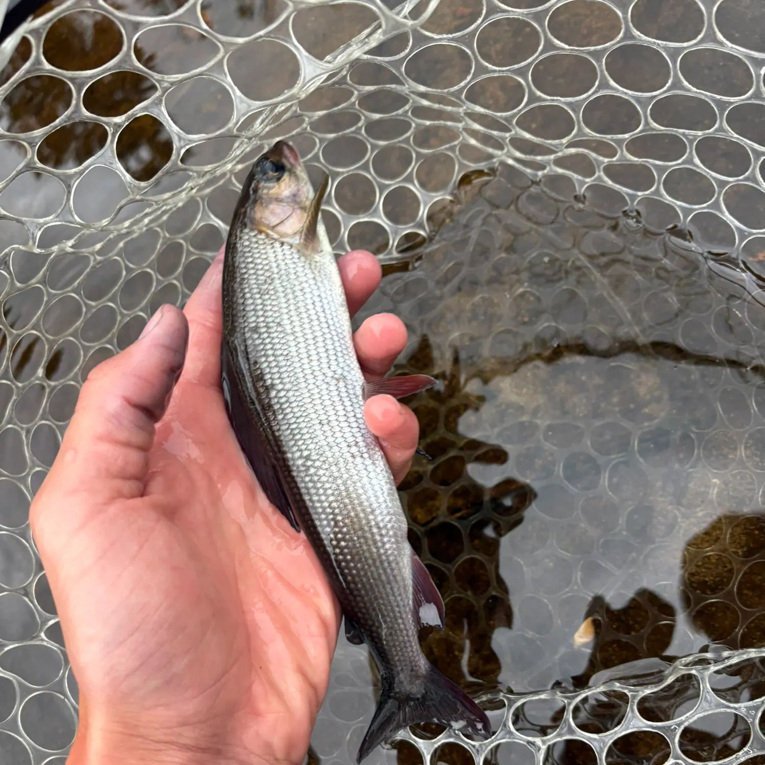 European grayling caught on Fishbrain