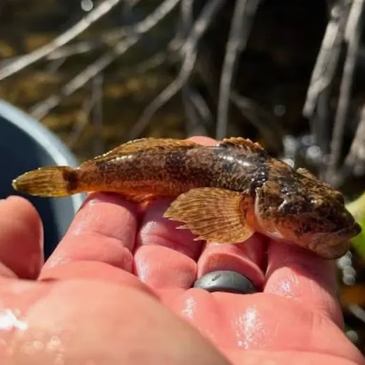 Mottled sculpin caught on Fishbrain