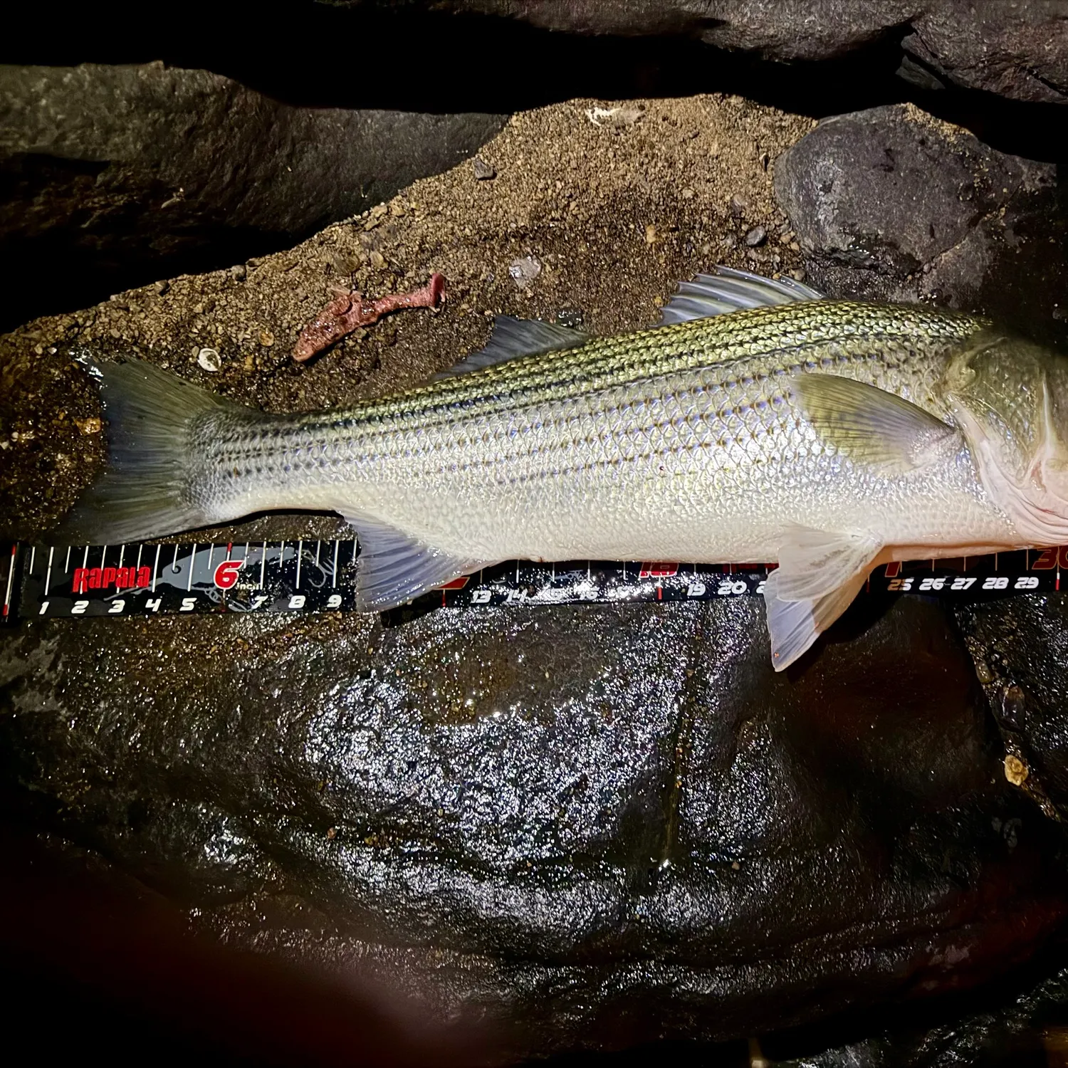 Striped bass caught on Fishbrain