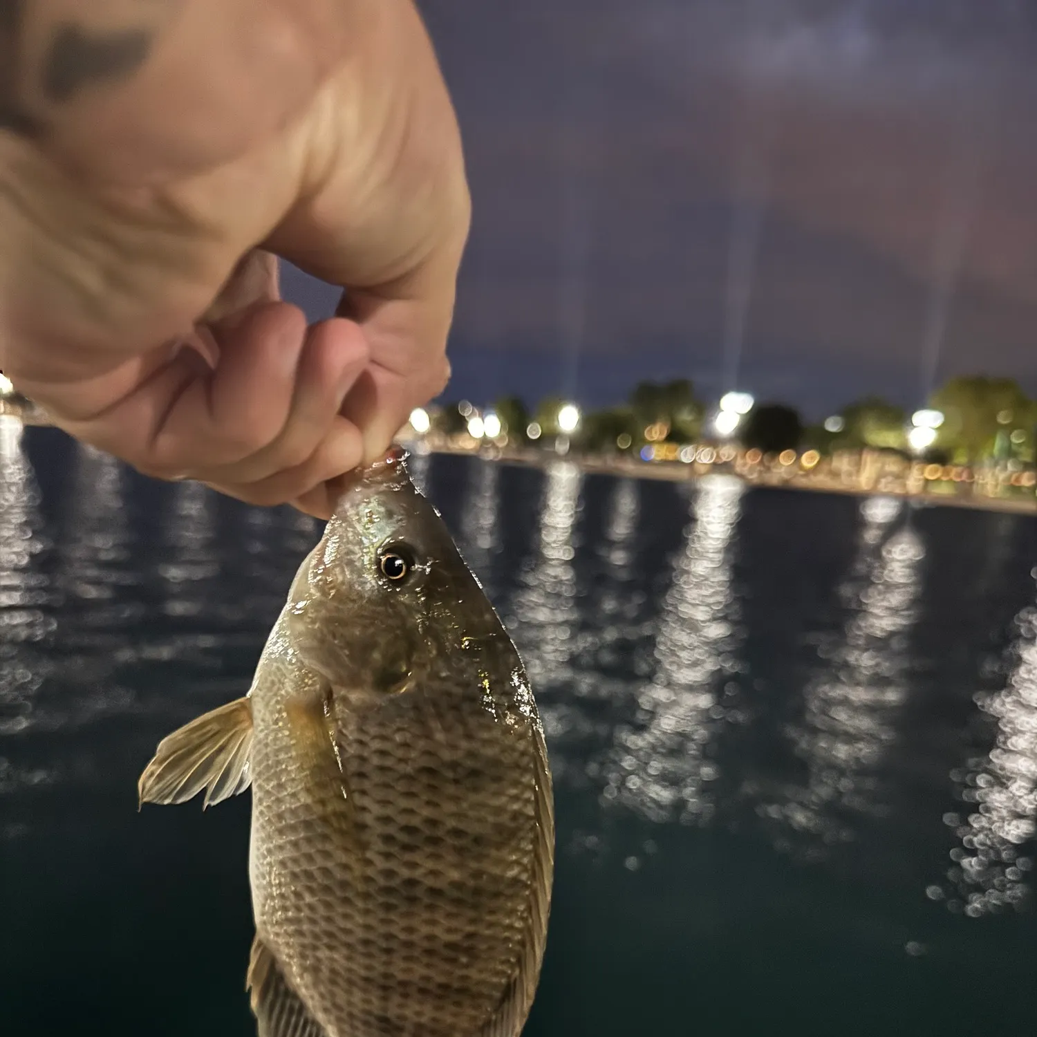 Nile tilapia caught on Fishbrain