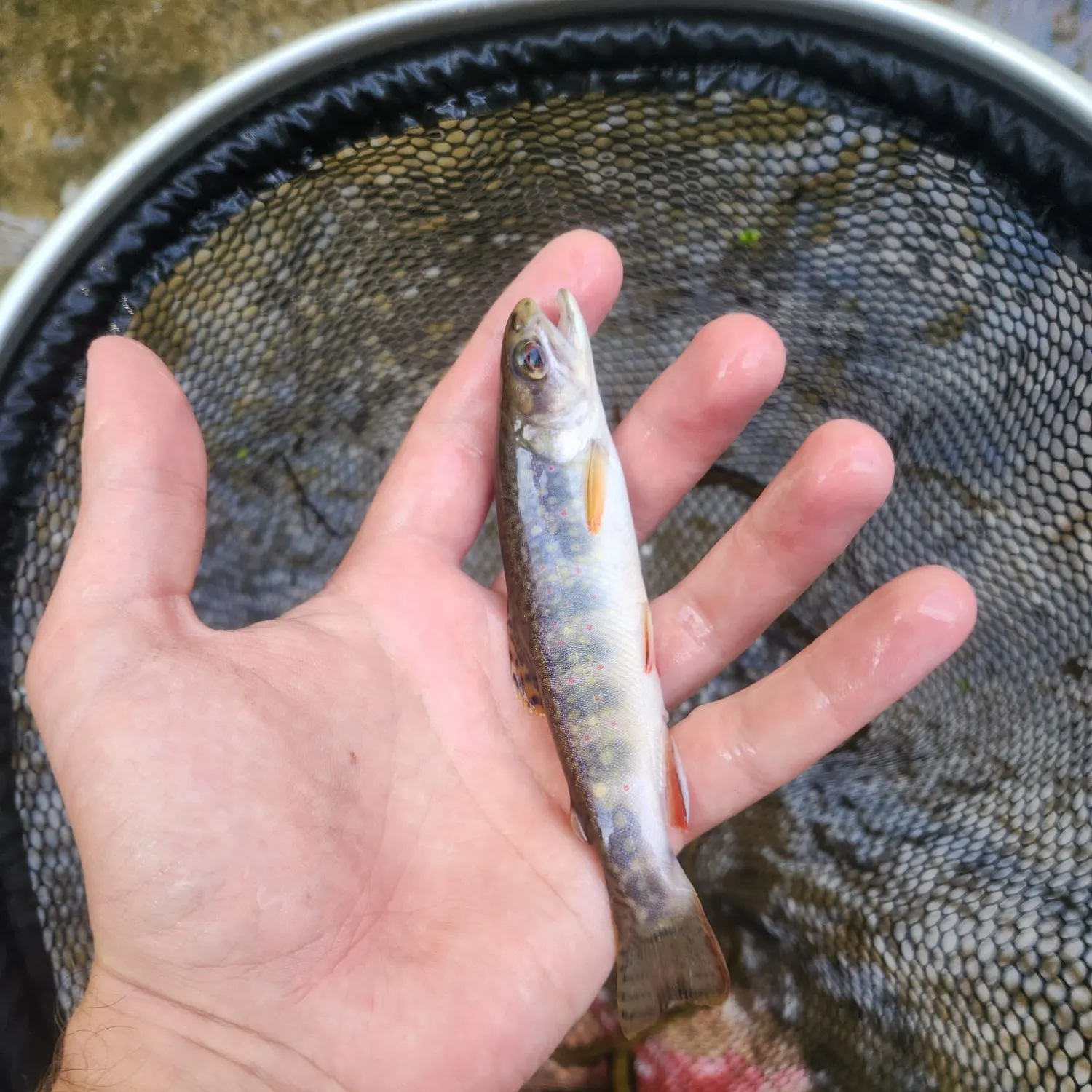 Brook trout caught on Fishbrain