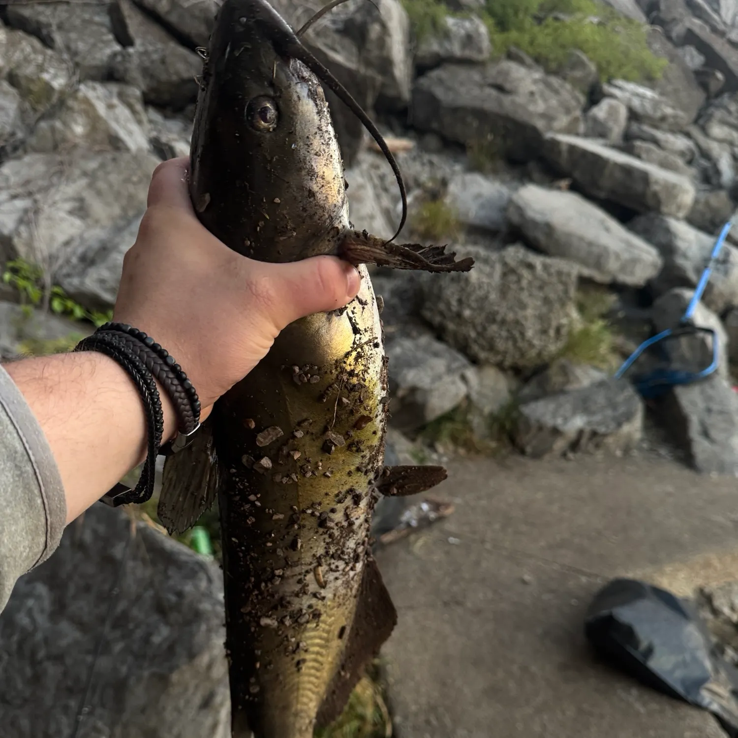 Channel catfish caught on Fishbrain