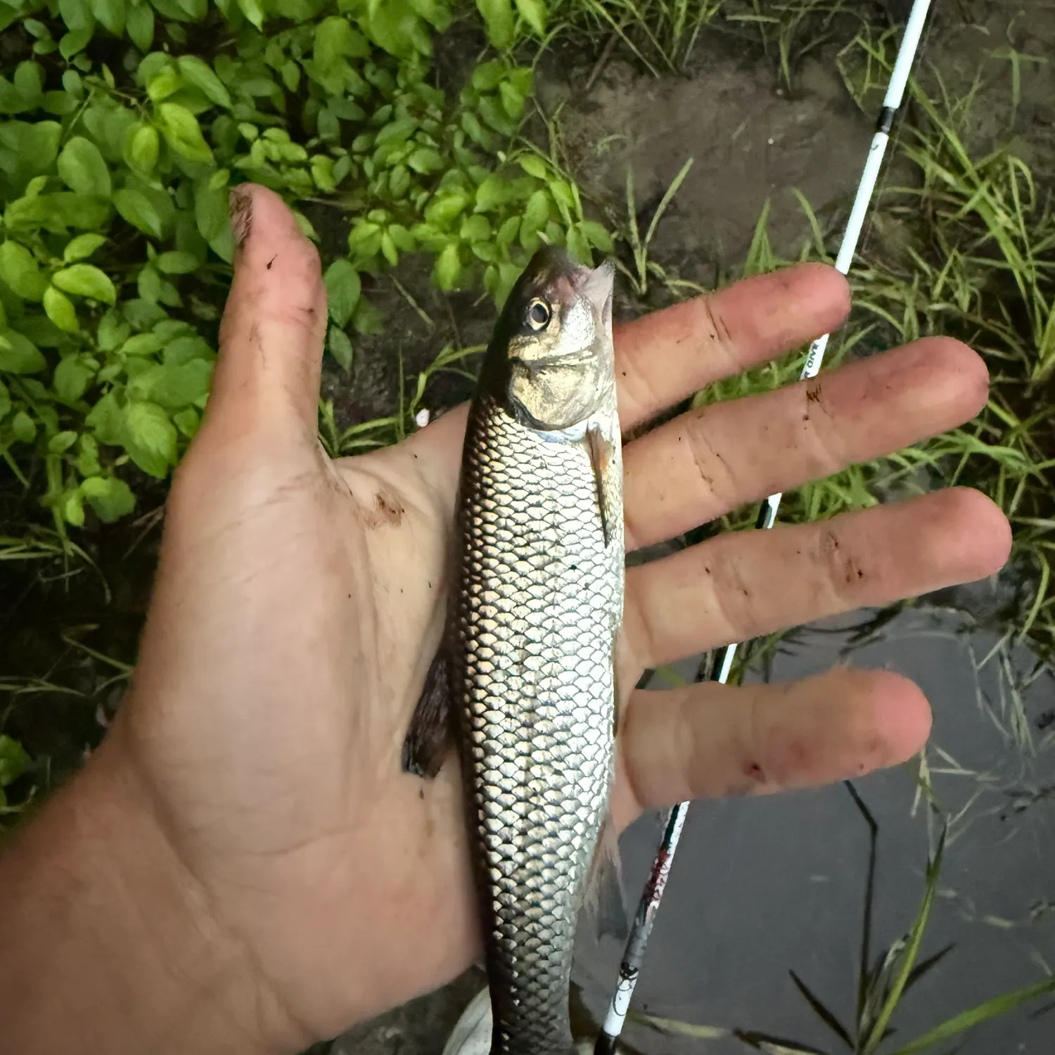 The most recent Fallfish catches on Fishbrain