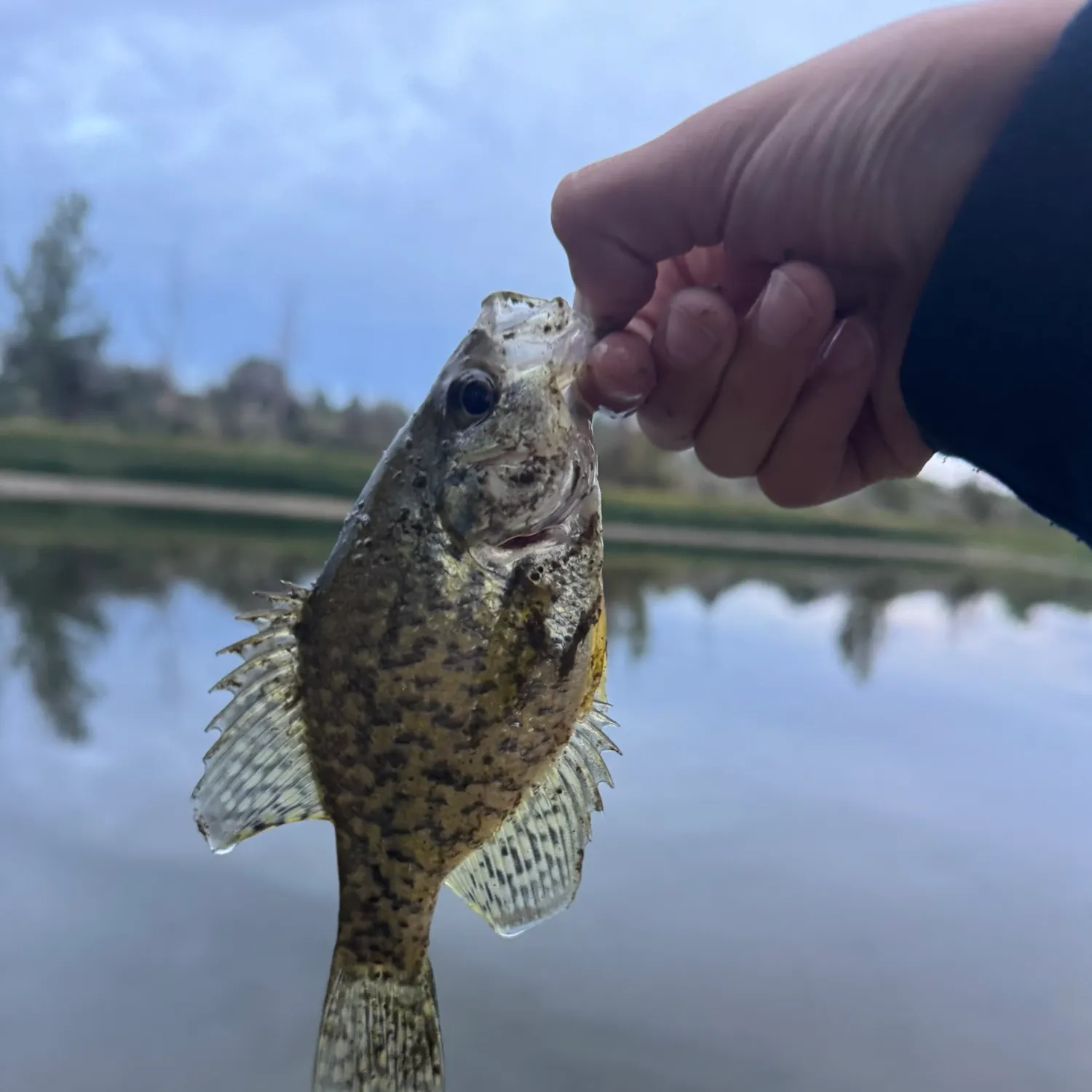 Black crappie caught on Fishbrain