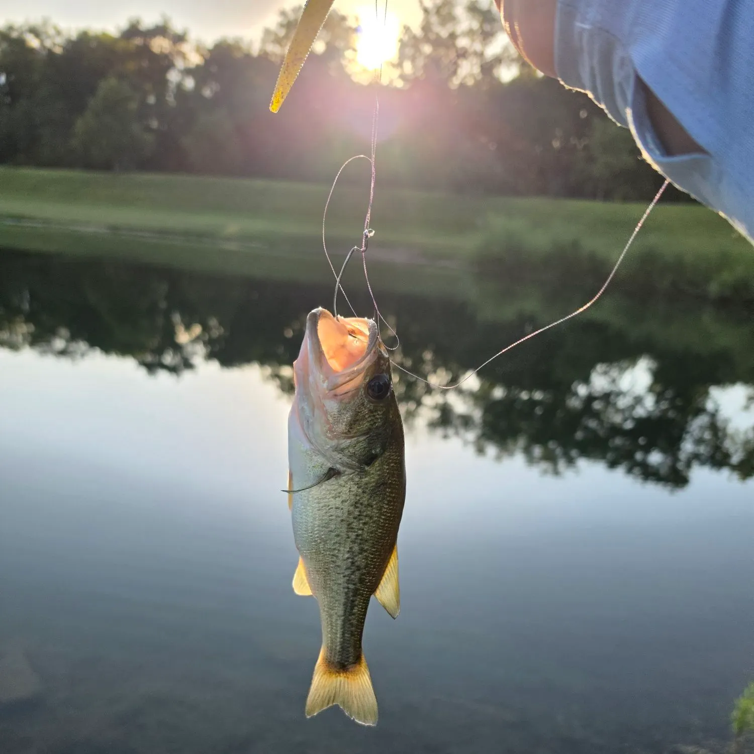 Largemouth bass caught on Fishbrain