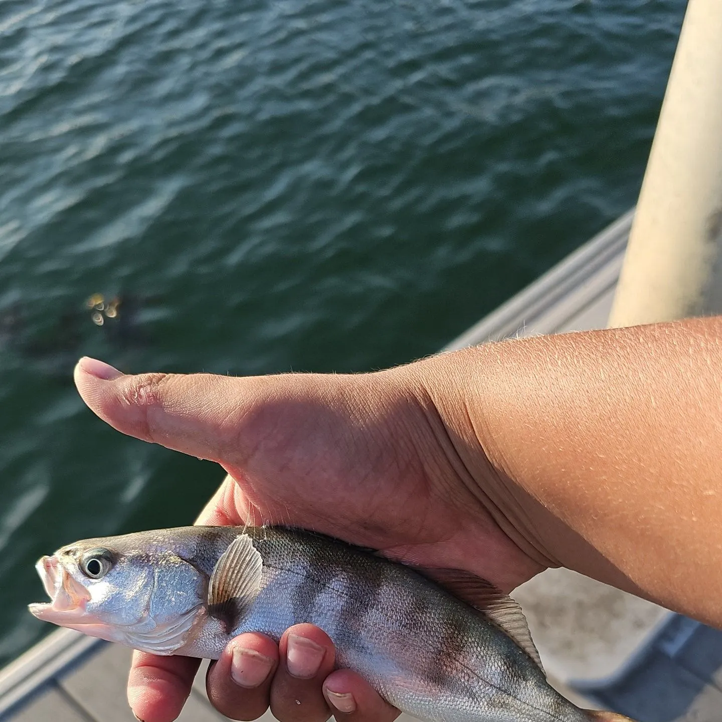 The most recent White seabass catches on Fishbrain