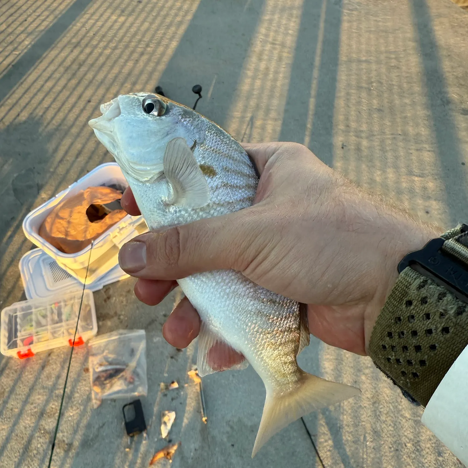 The most recent Spot croaker catches on Fishbrain