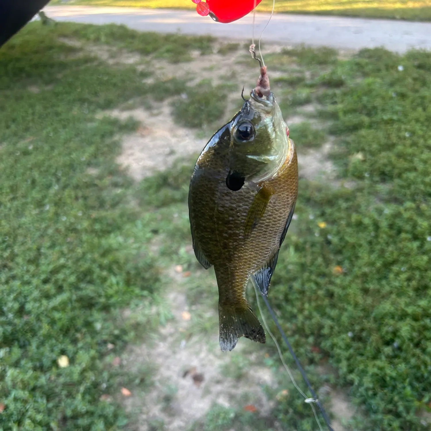 Bluegill caught on Fishbrain