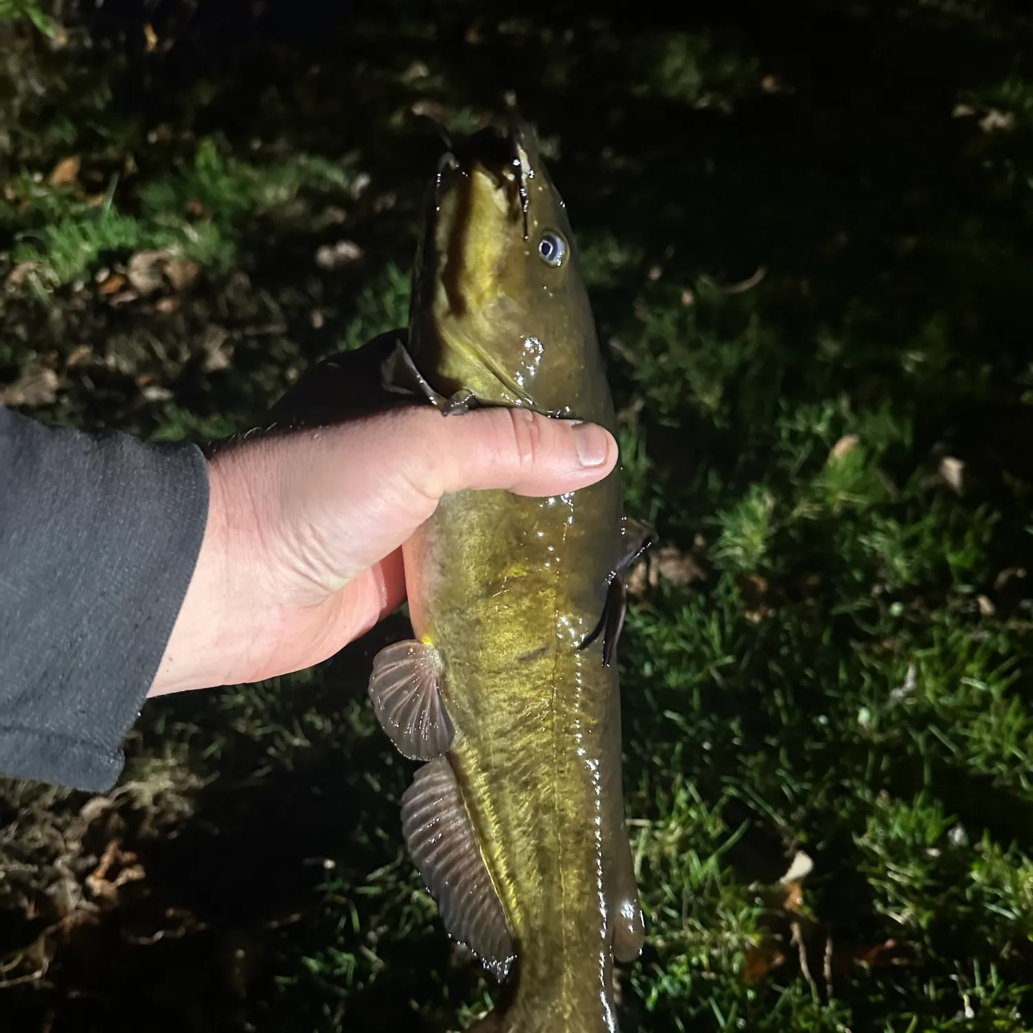 Brown bullhead caught on Fishbrain