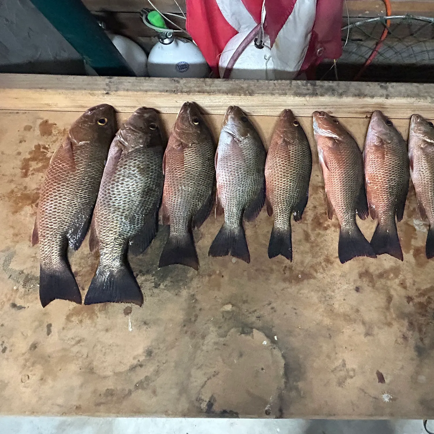 recently logged catches