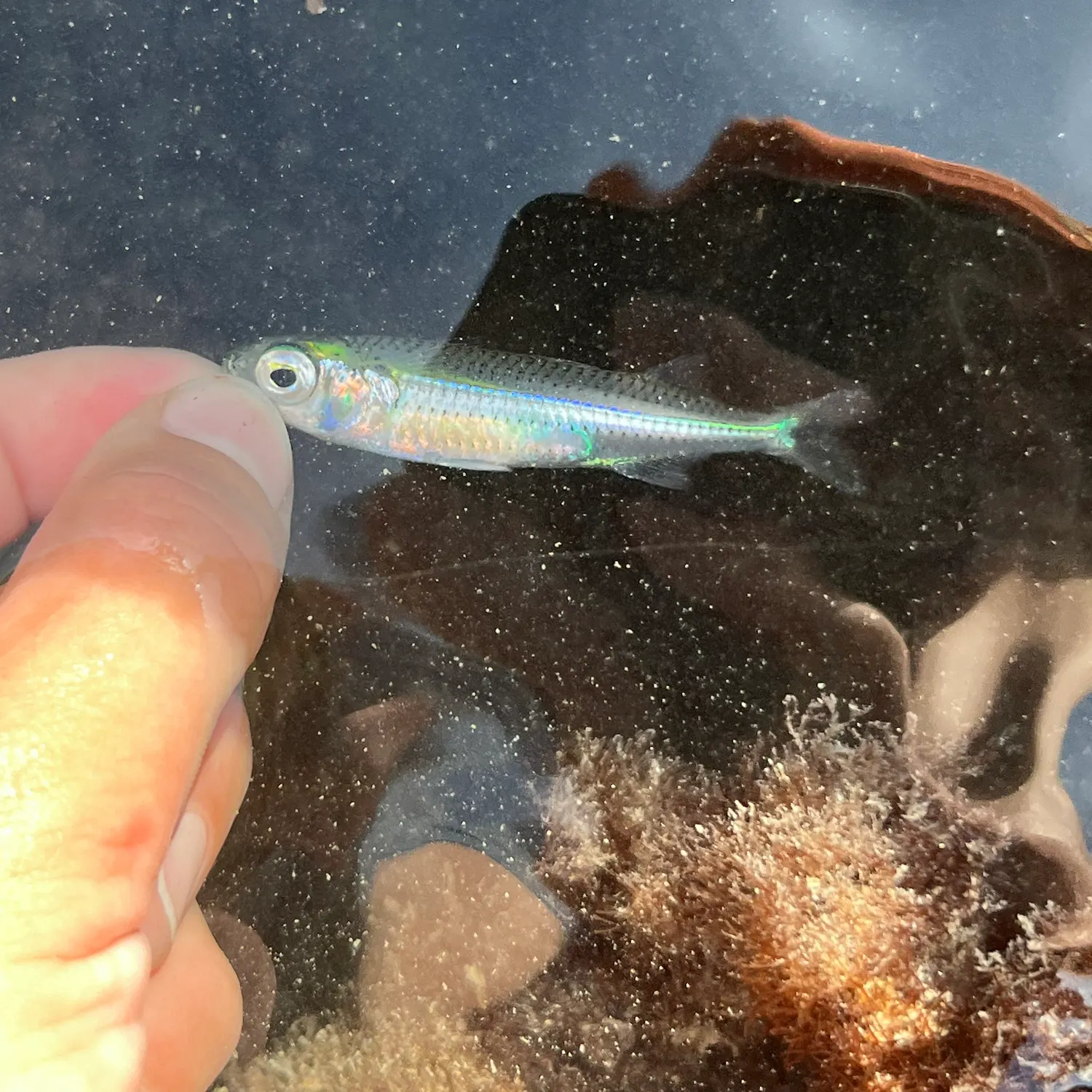 The most recent Hardhead silverside catches on Fishbrain