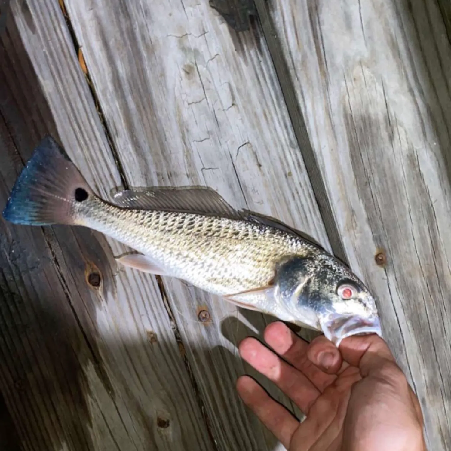 Red drum caught on Fishbrain