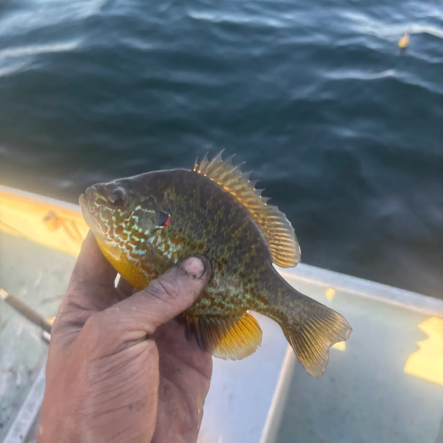 Pumpkinseed caught on Fishbrain