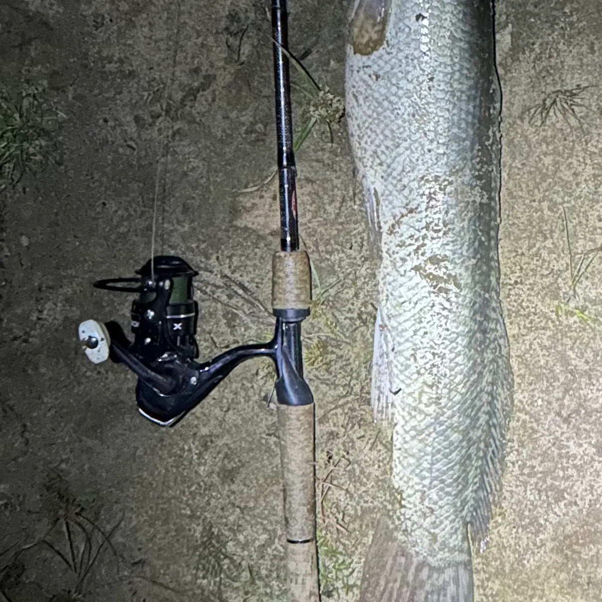 The most recent Eyetail bowfin catches on Fishbrain