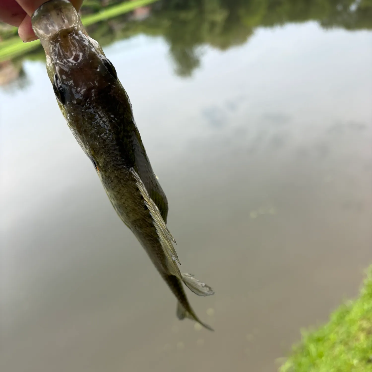 The most recent Inshore lizardfish catches on Fishbrain