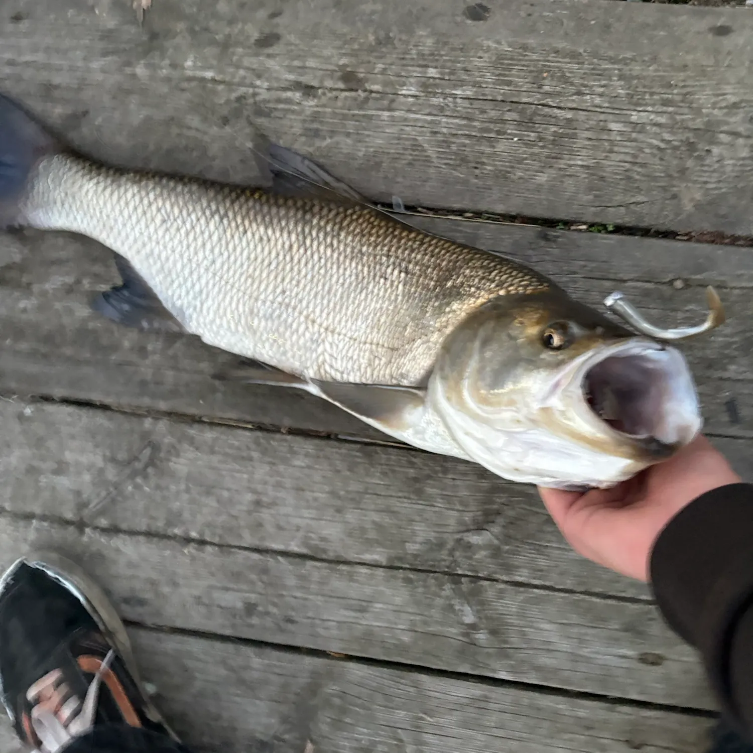 Asp caught on Fishbrain