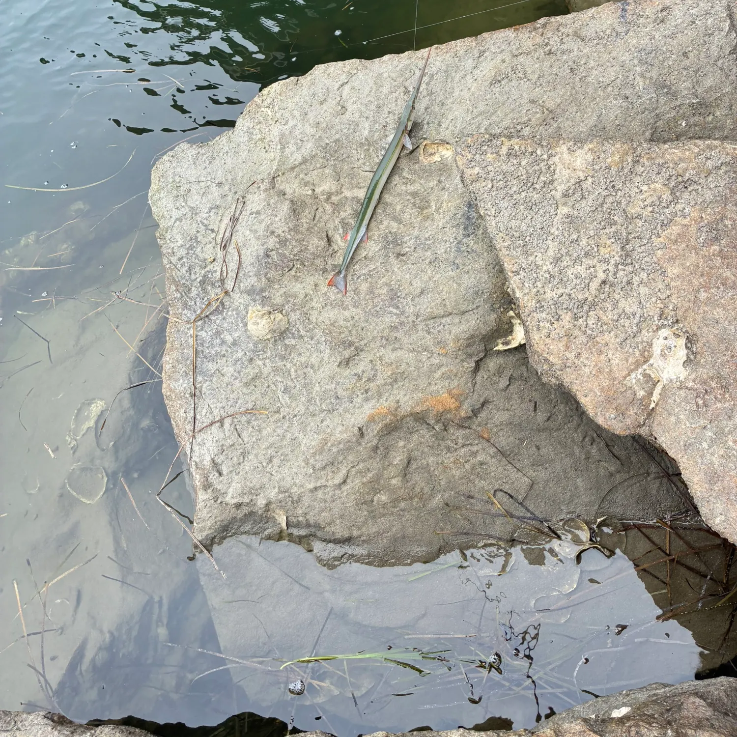 The most recent California needlefish catches on Fishbrain