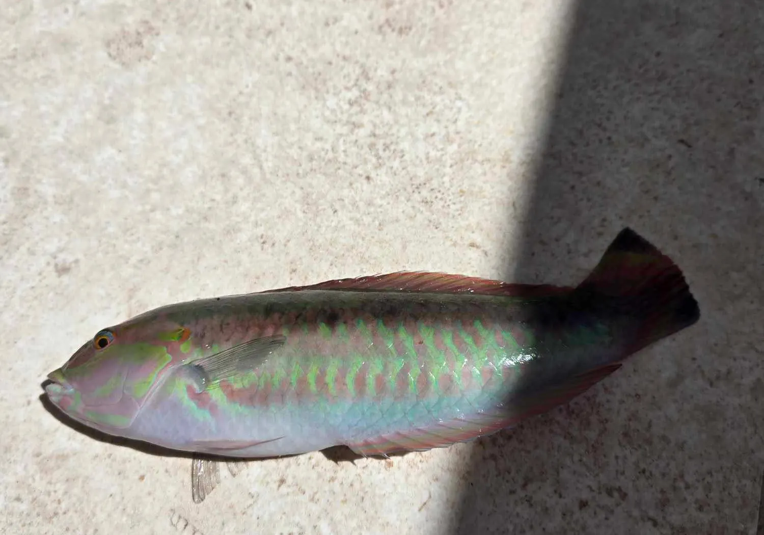 Klunzinger's wrasse