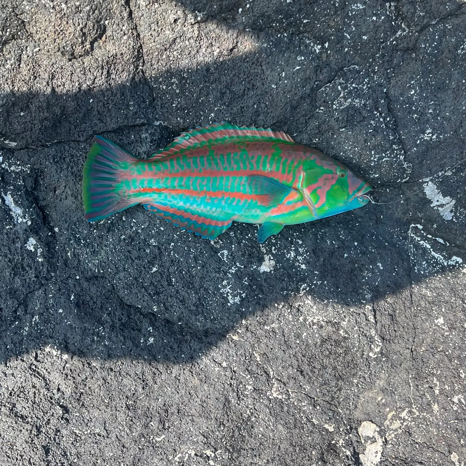 The most recent Christmas wrasse catches on Fishbrain