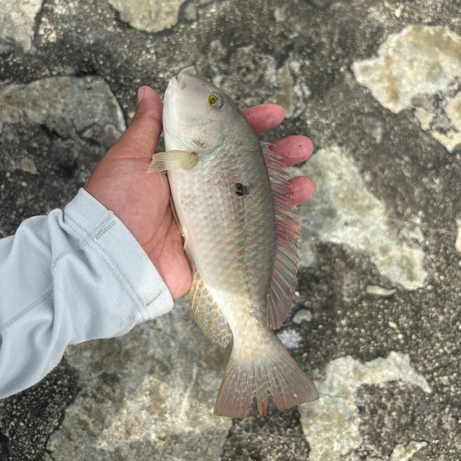 The most recent Blackspot tuskfish catches on Fishbrain