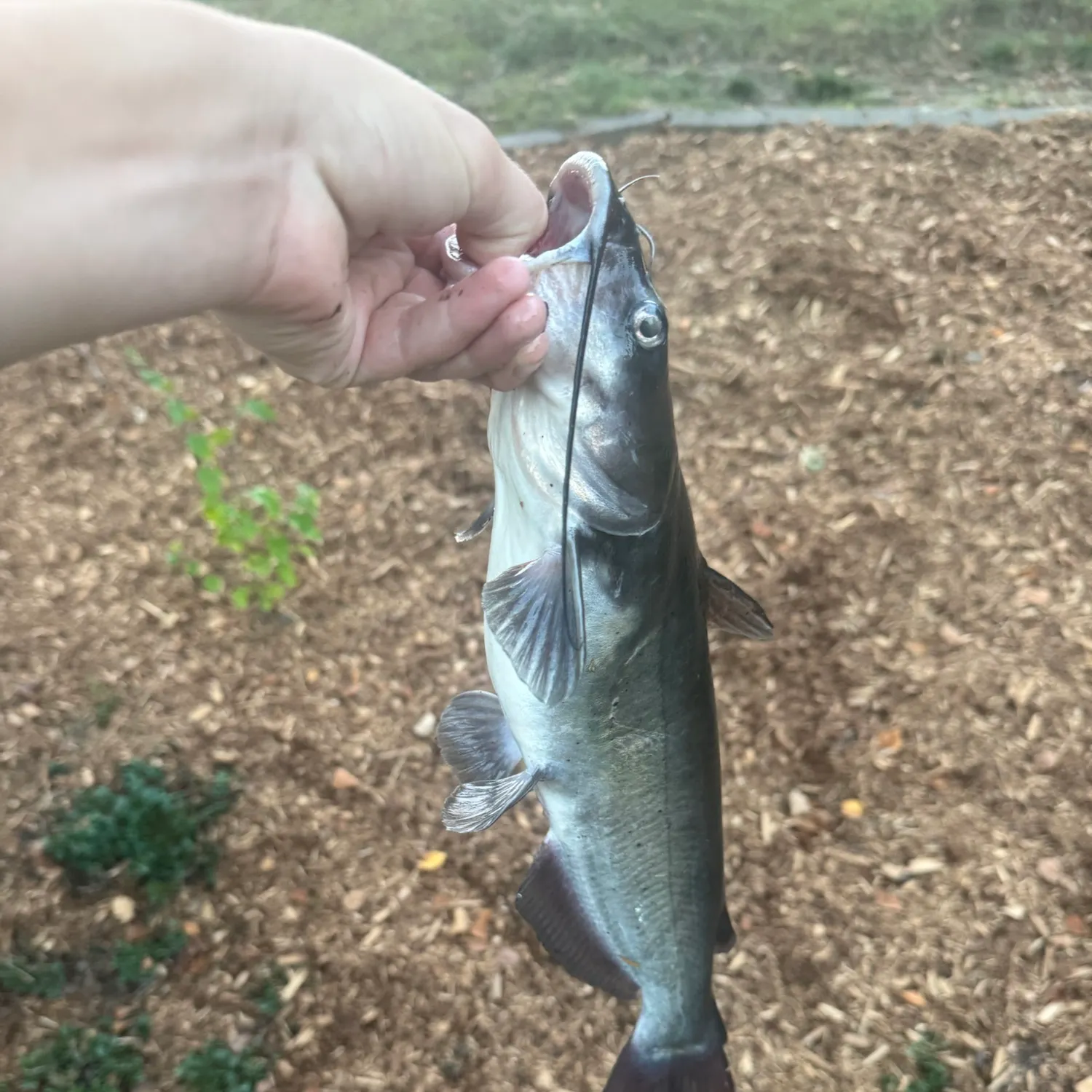Channel catfish caught on Fishbrain