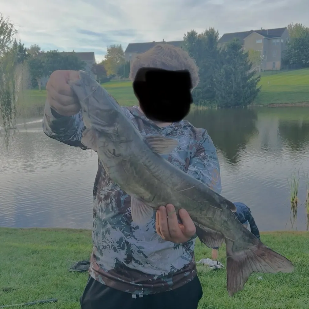 Channel catfish caught on Fishbrain