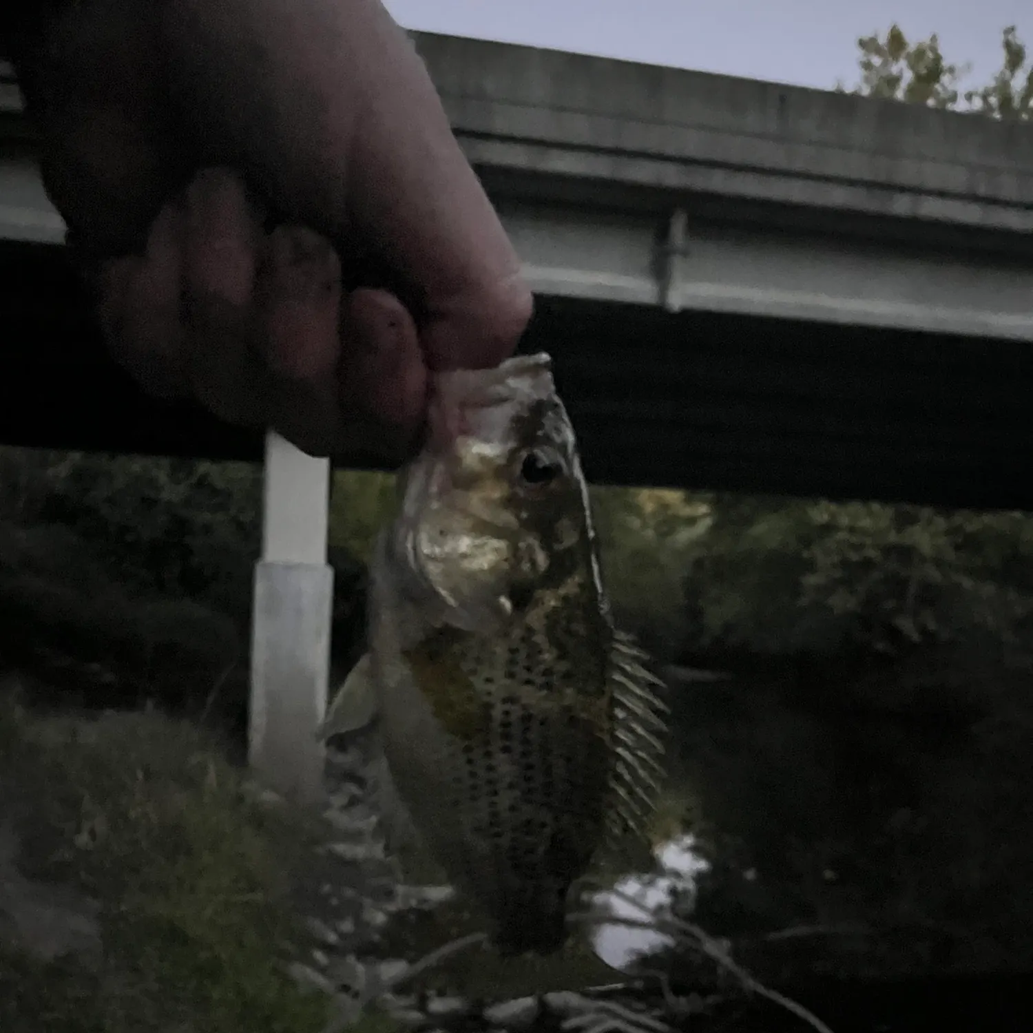 Rock bass caught on Fishbrain