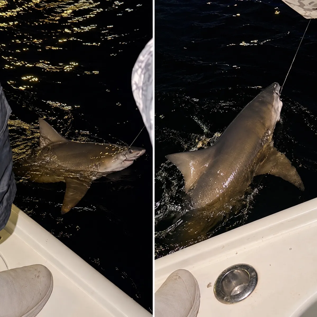 Bull shark caught on Fishbrain