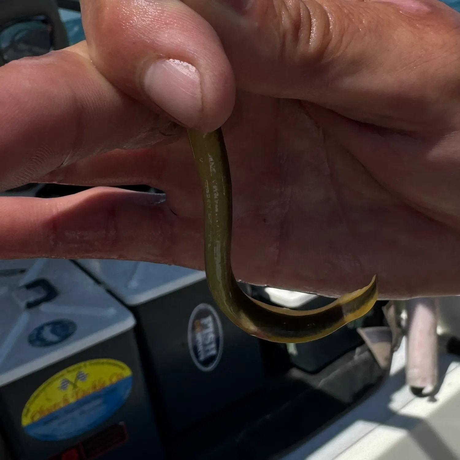 The most recent Sea lamprey catches on Fishbrain