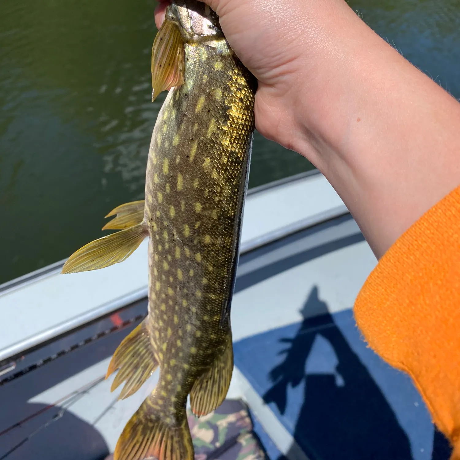 Northern pike caught on Fishbrain
