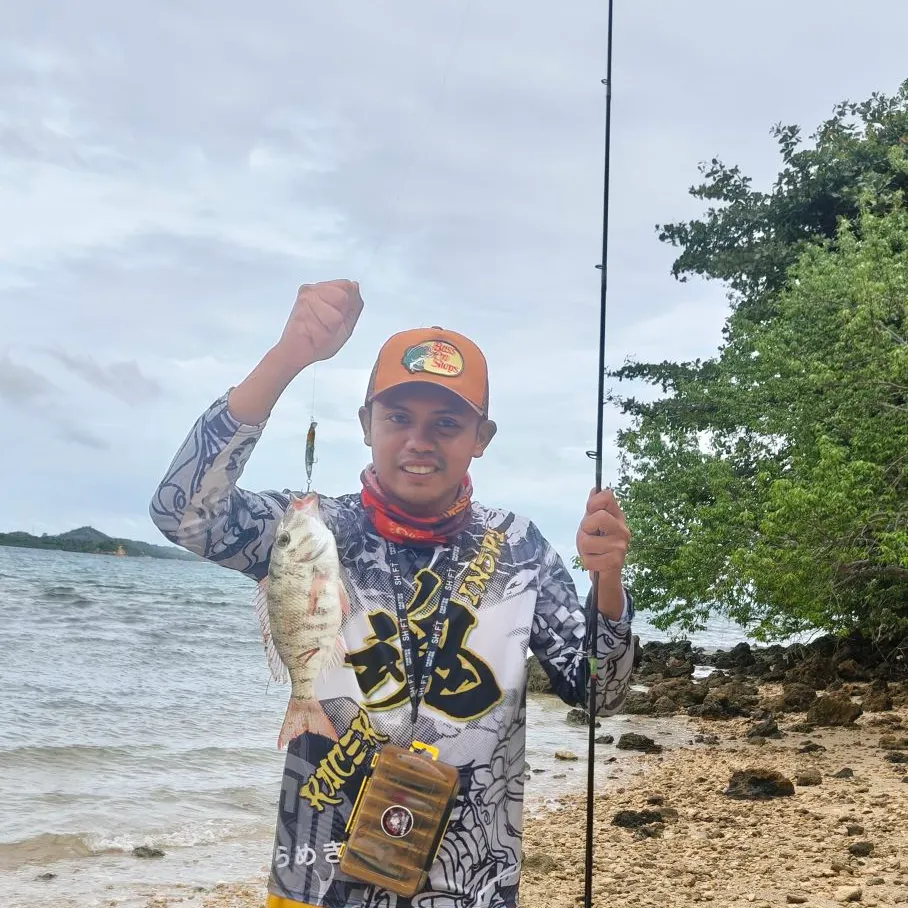 The most recent Trumpet emperor catches on Fishbrain