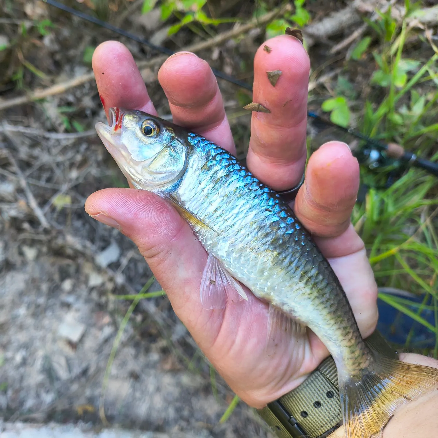 Striped shiner caught on Fishbrain