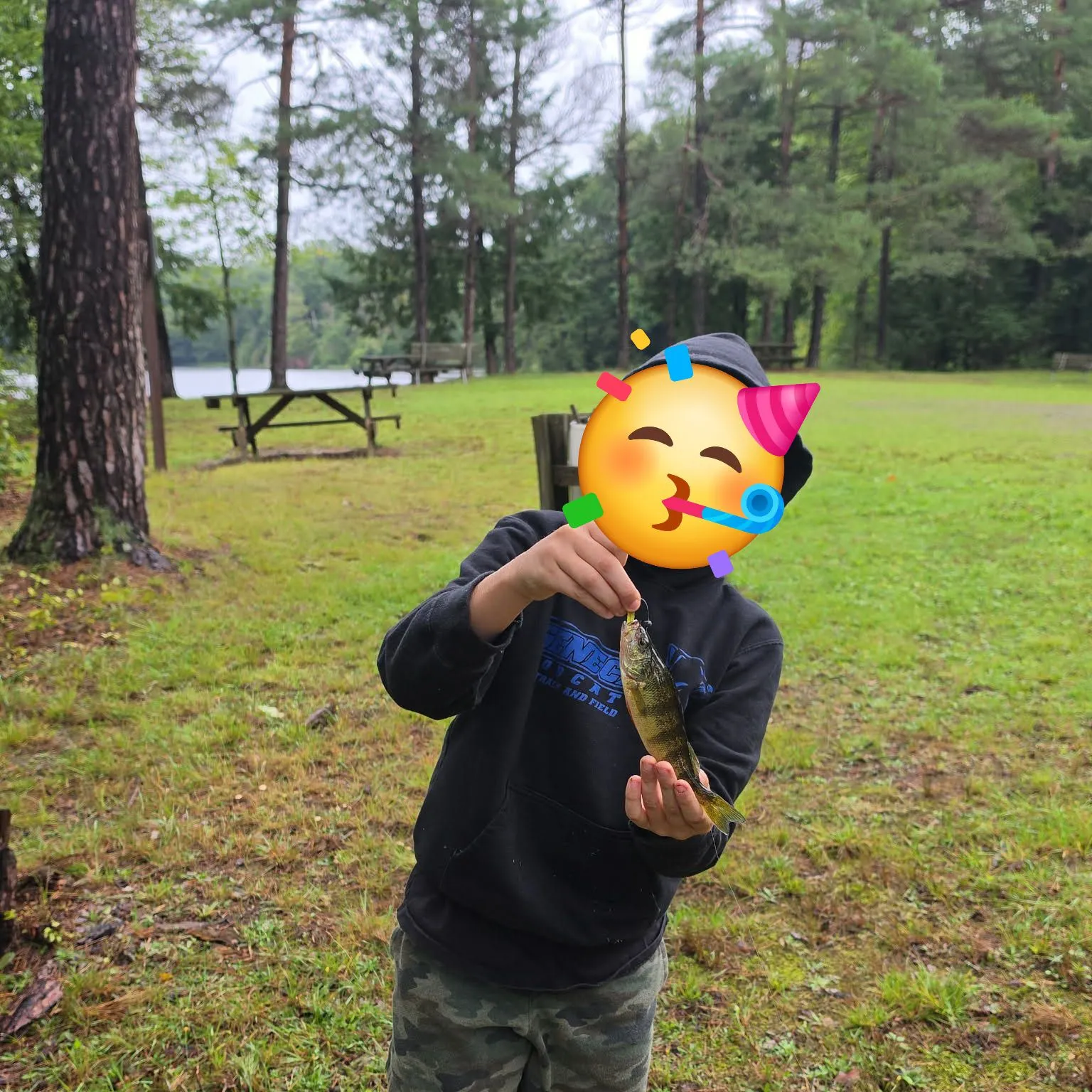 Yellow perch caught on Fishbrain