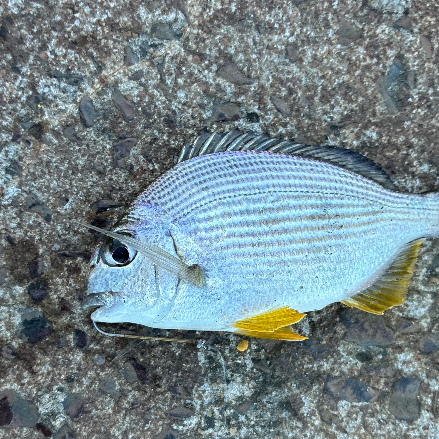Surf bream caught on Fishbrain