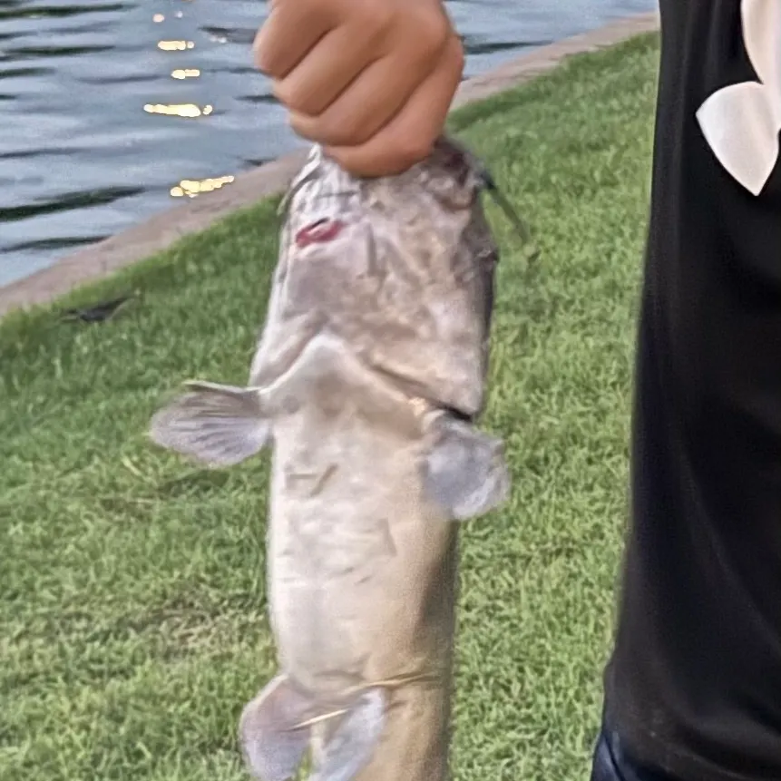 Channel catfish caught on Fishbrain