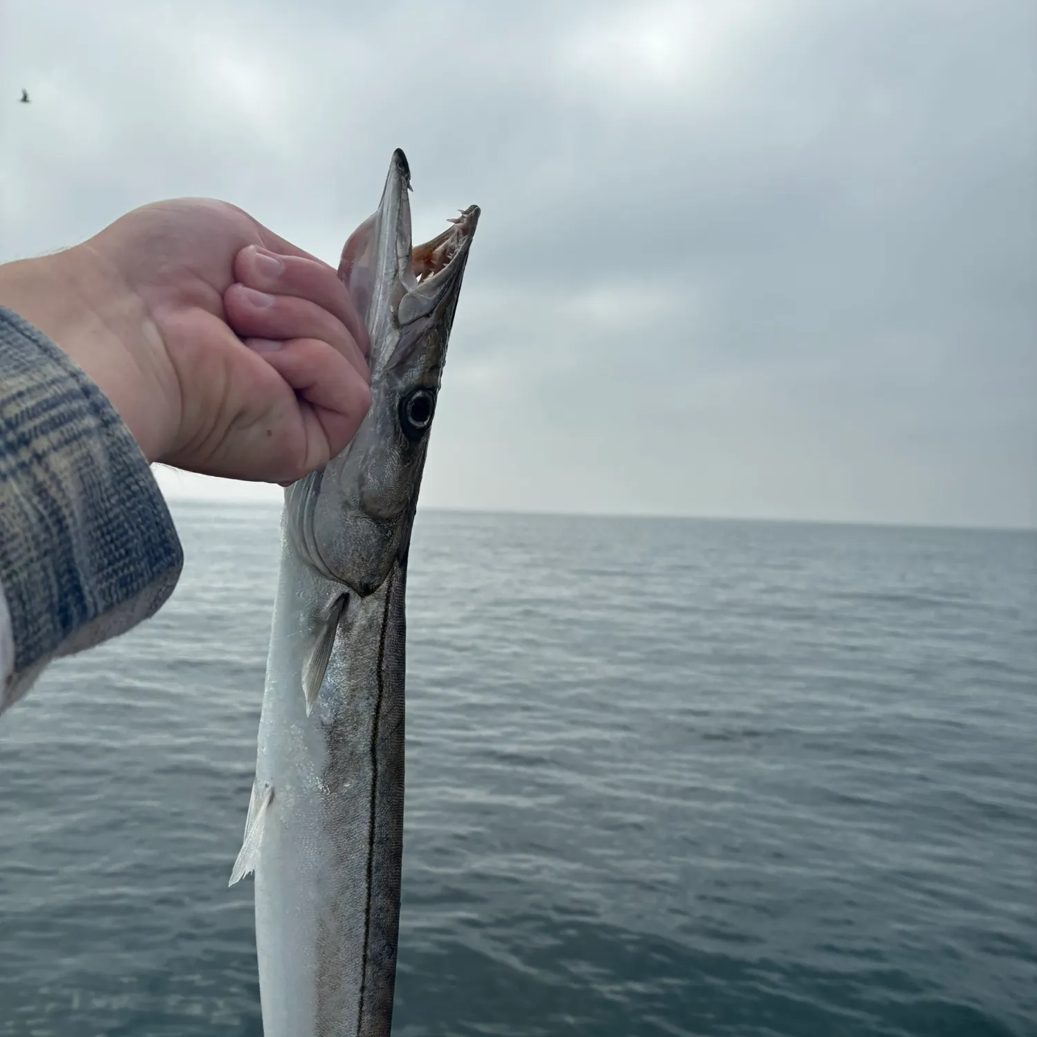 The most recent Pacific barracuda catches on Fishbrain