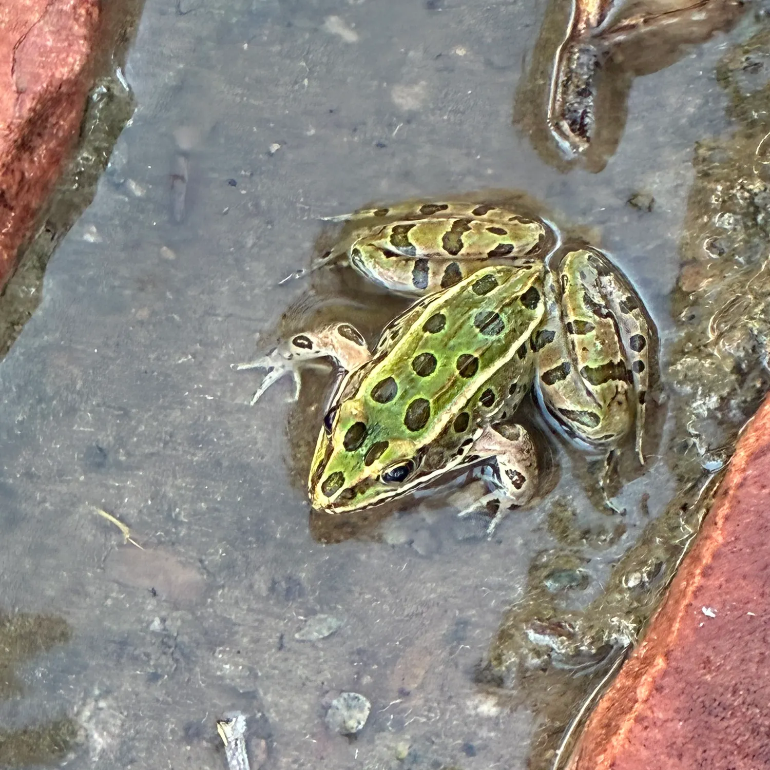 The most recent Northern leopard frog catches on Fishbrain
