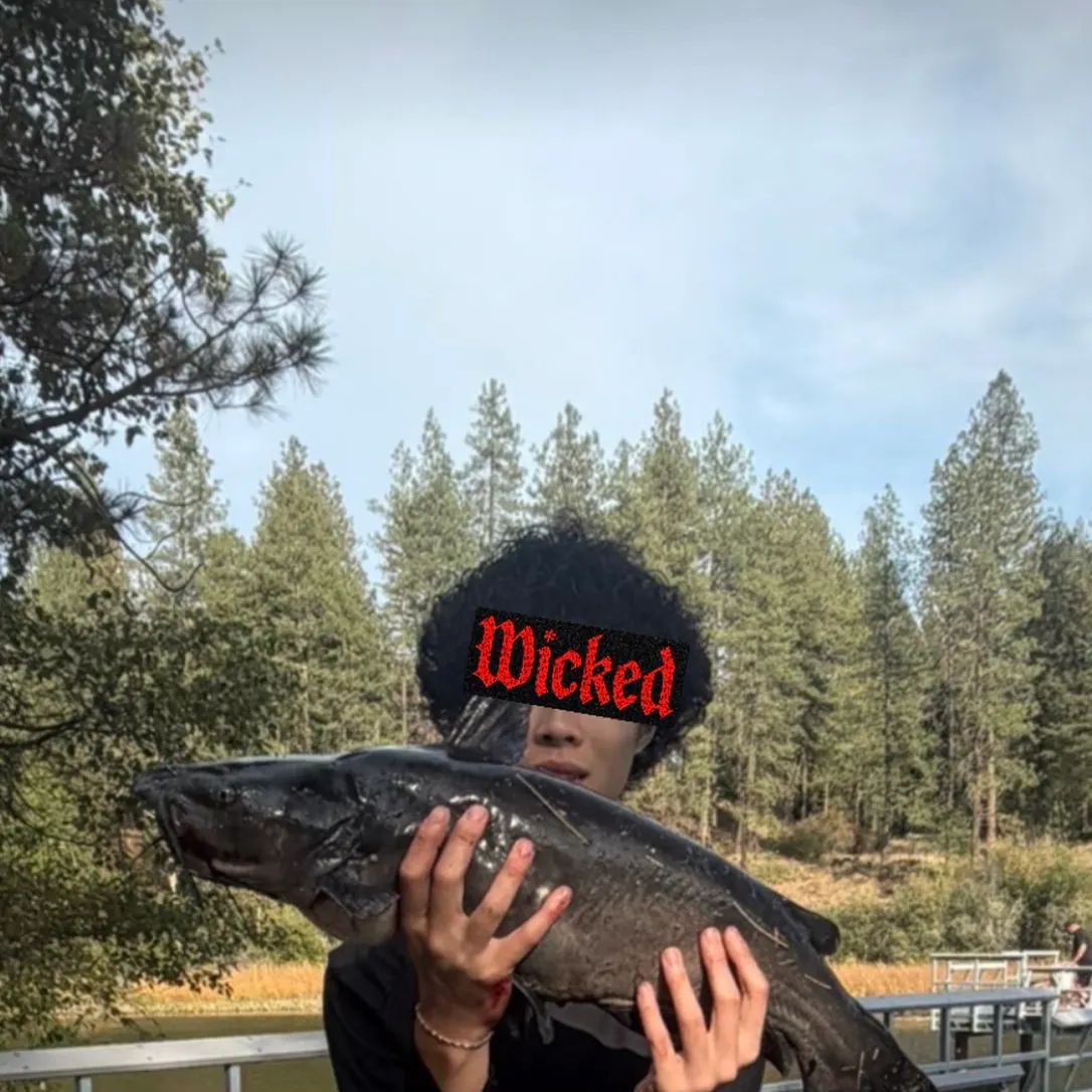 Channel catfish caught on Fishbrain