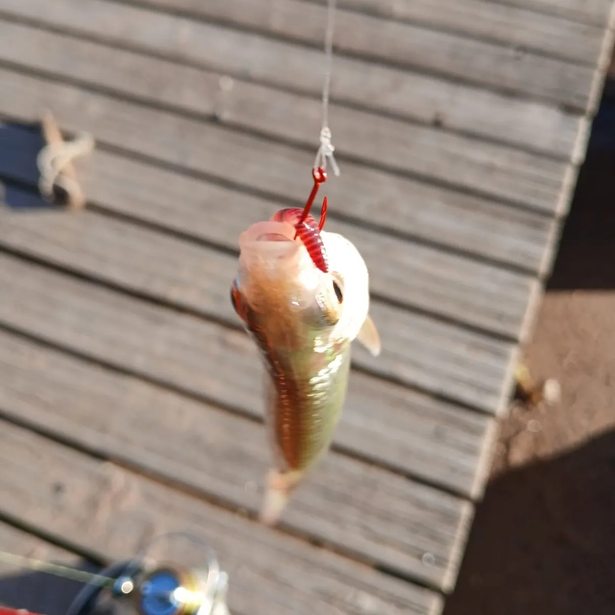 Common roach caught on Fishbrain
