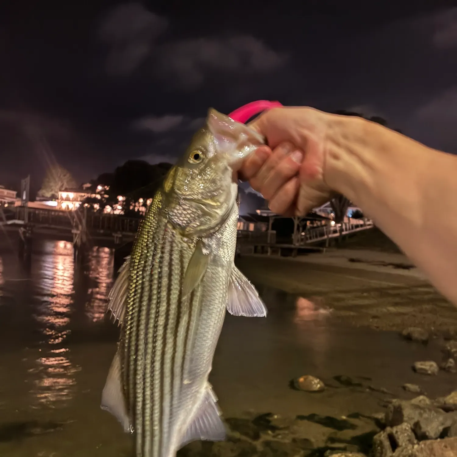 Striped bass caught on Fishbrain