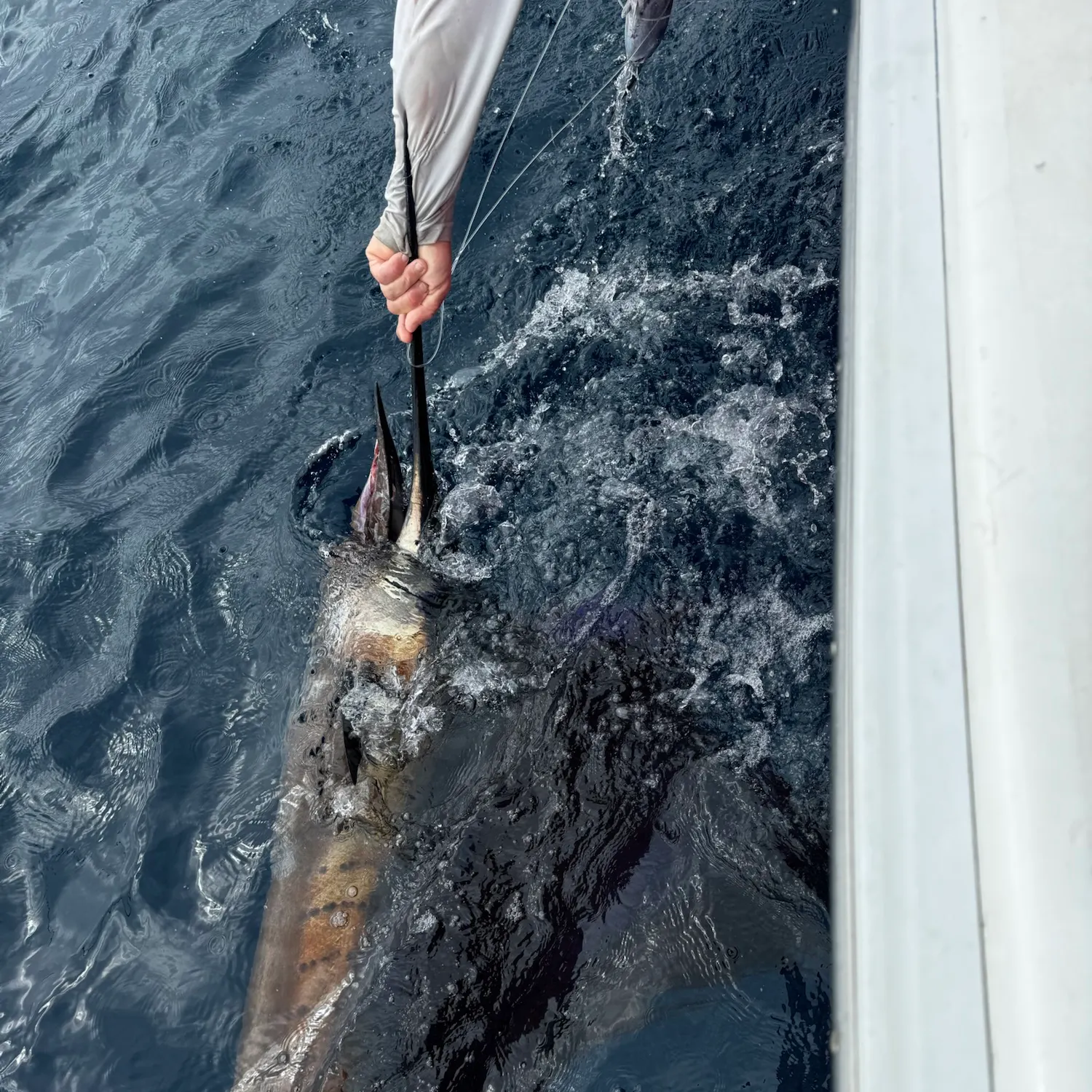 The most recent Indo-Pacific sailfish catches on Fishbrain