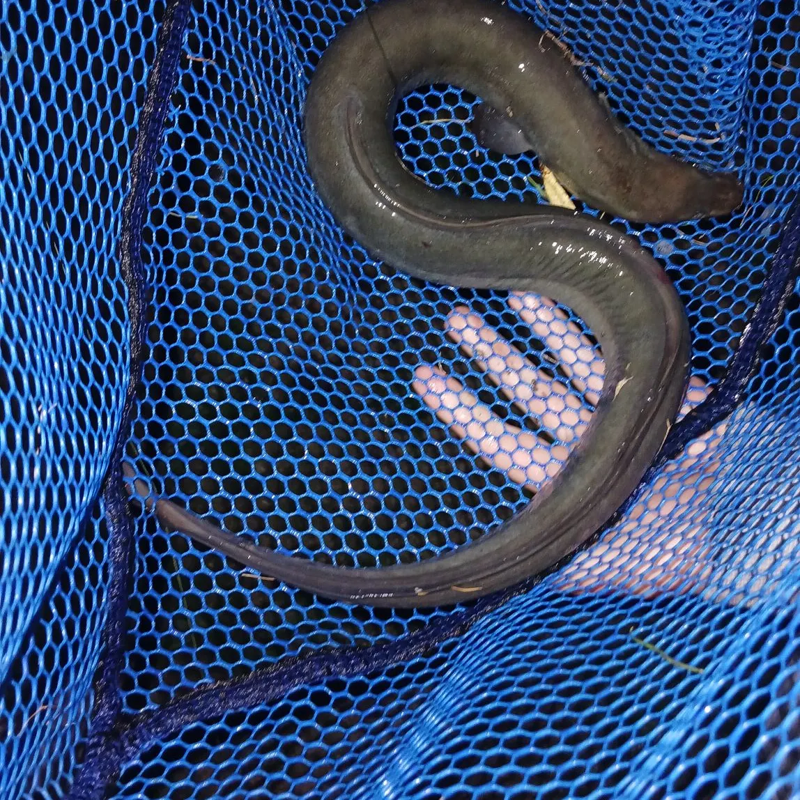 European eel caught on Fishbrain