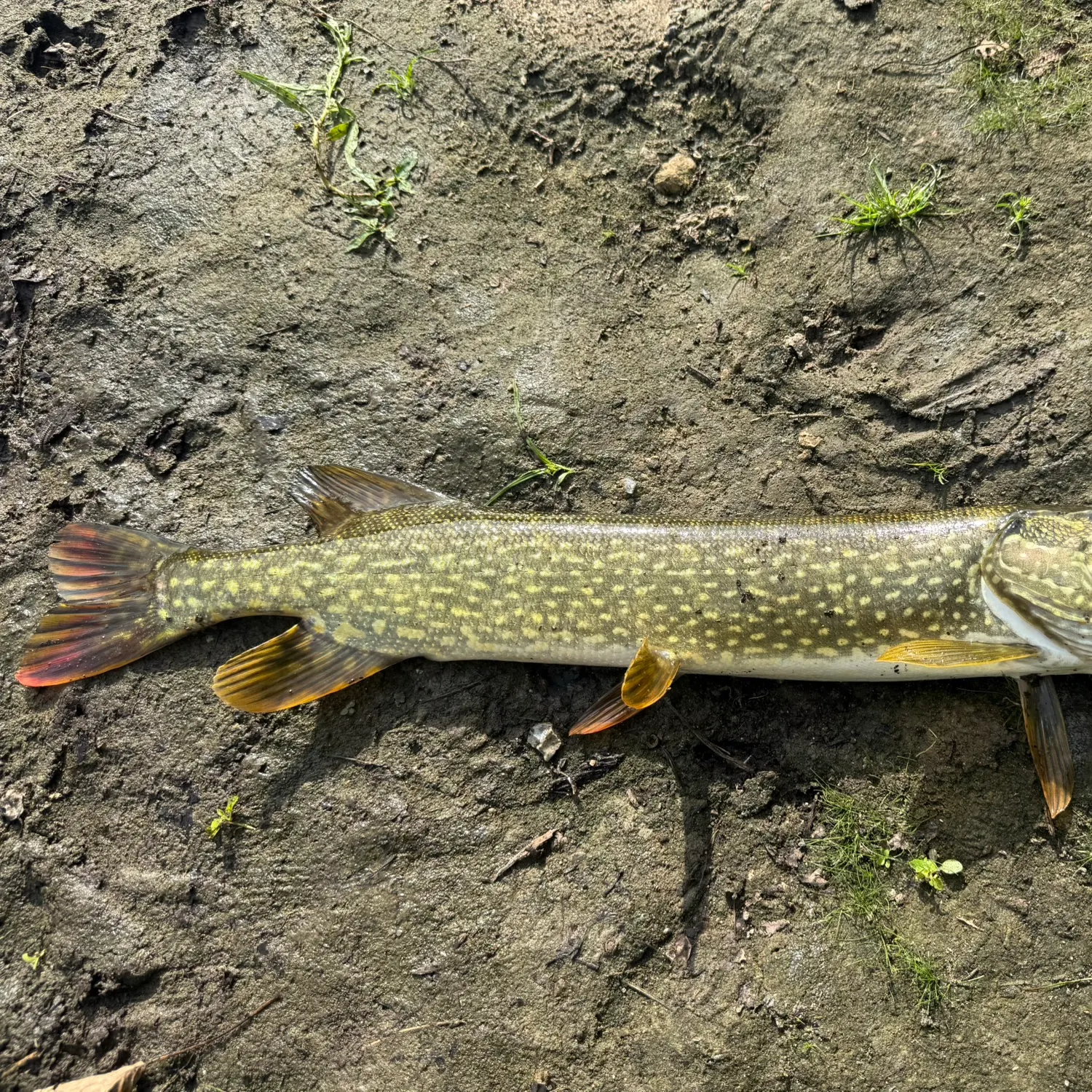 Northern pike caught on Fishbrain