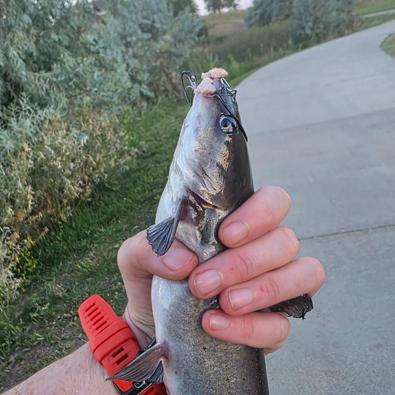 catch