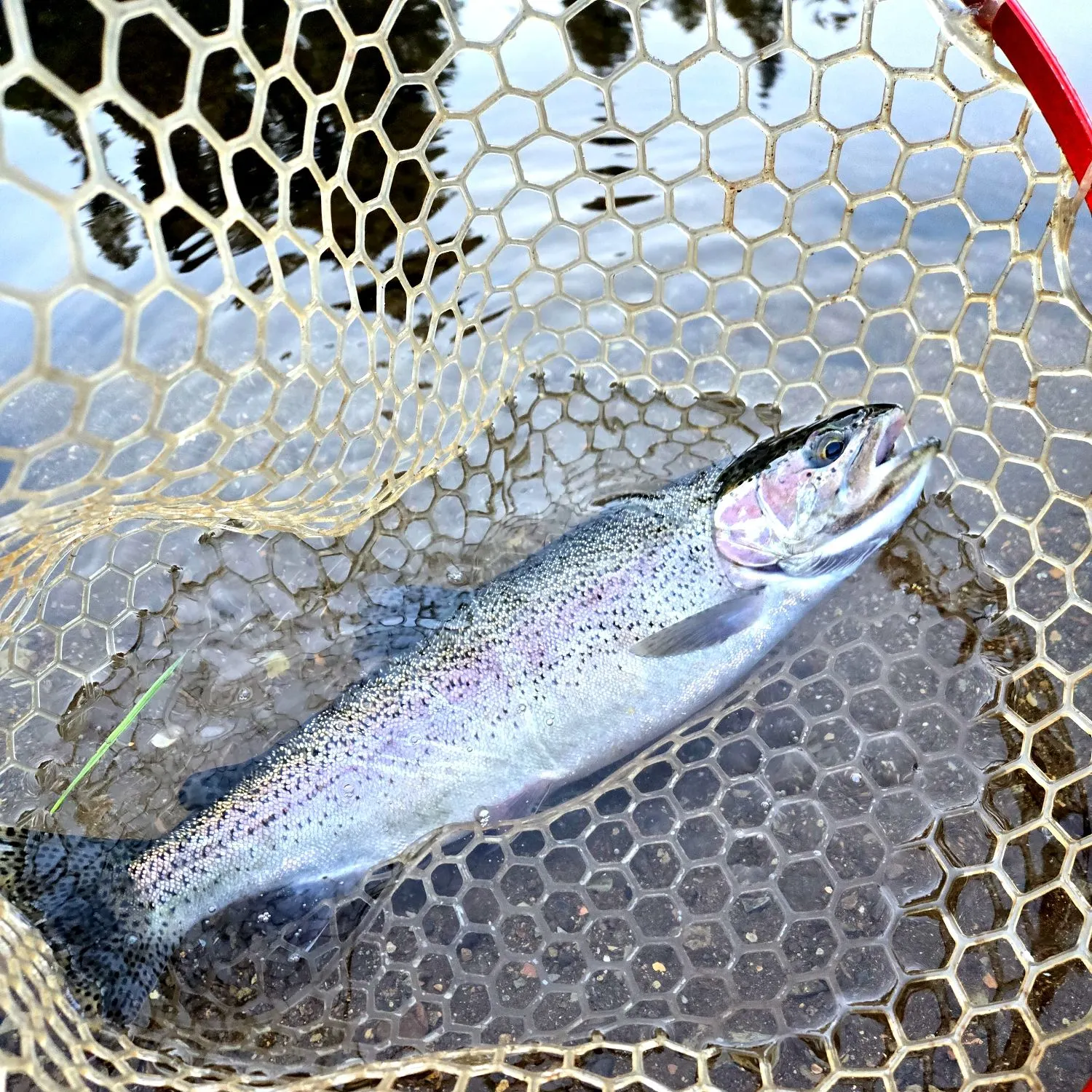Rainbow trout caught on Fishbrain